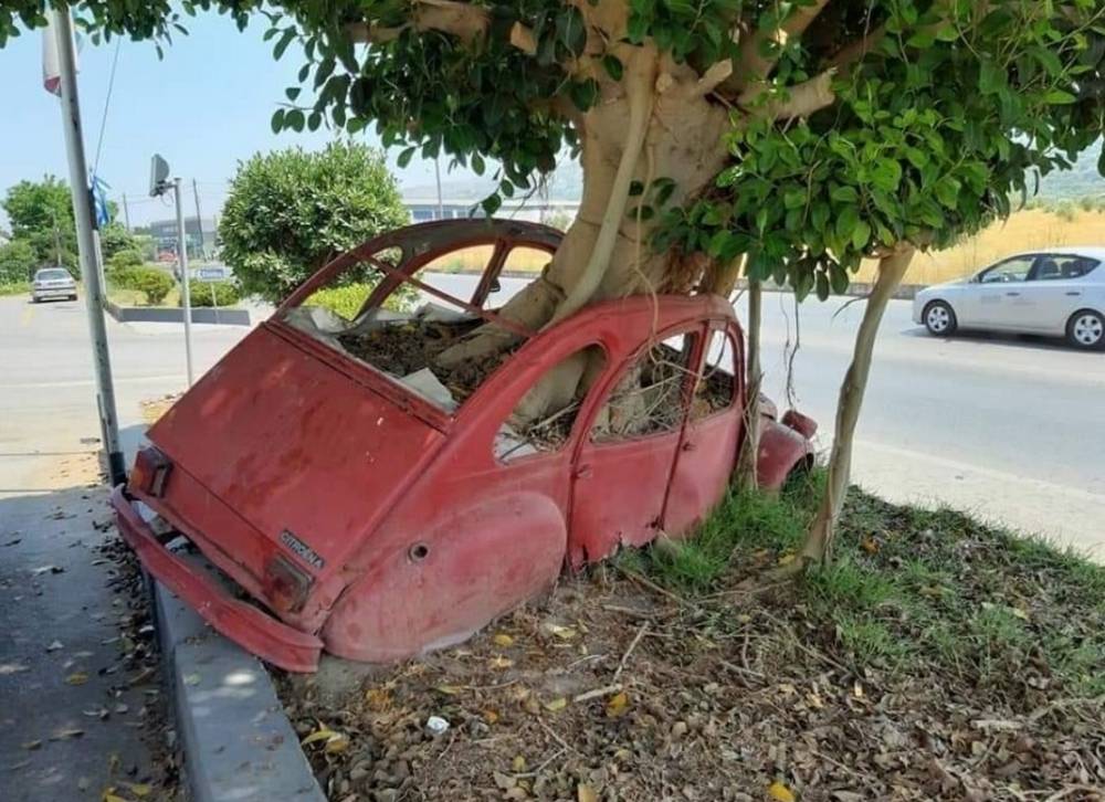 arbre citroen.jpg